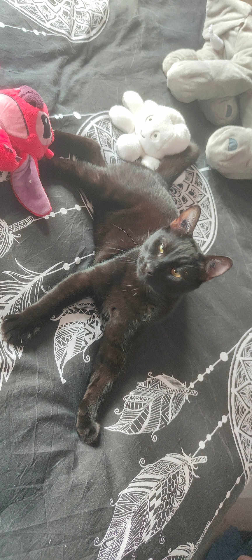 Moogli