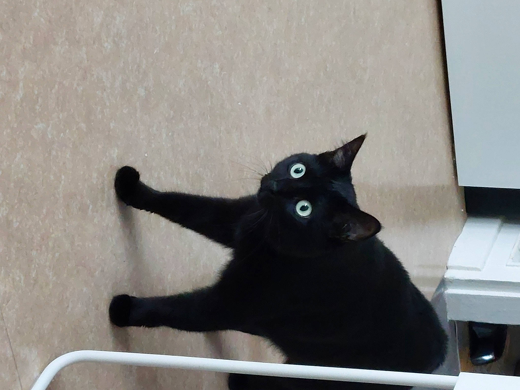 Reglise a rejoint le concours — aidez-le/la à gagner de superbes lots ! black_cat, bombay, carnivore, cat, domestic_short_haired_cat, felidae, fur, paw, small_to_medium_sized_cats, snout, tail, whiskers