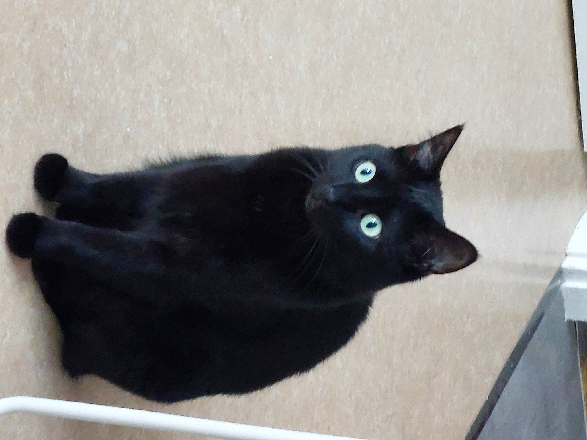 Reglise participe au concours pour gagner de l'argent avec cette photo : black_cat, bombay, carnivore, cat, domestic_short_haired_cat, felidae, fur, small_to_medium_sized_cats, snout, tail, terrestrial_animal, vertebrate, whiskers, window