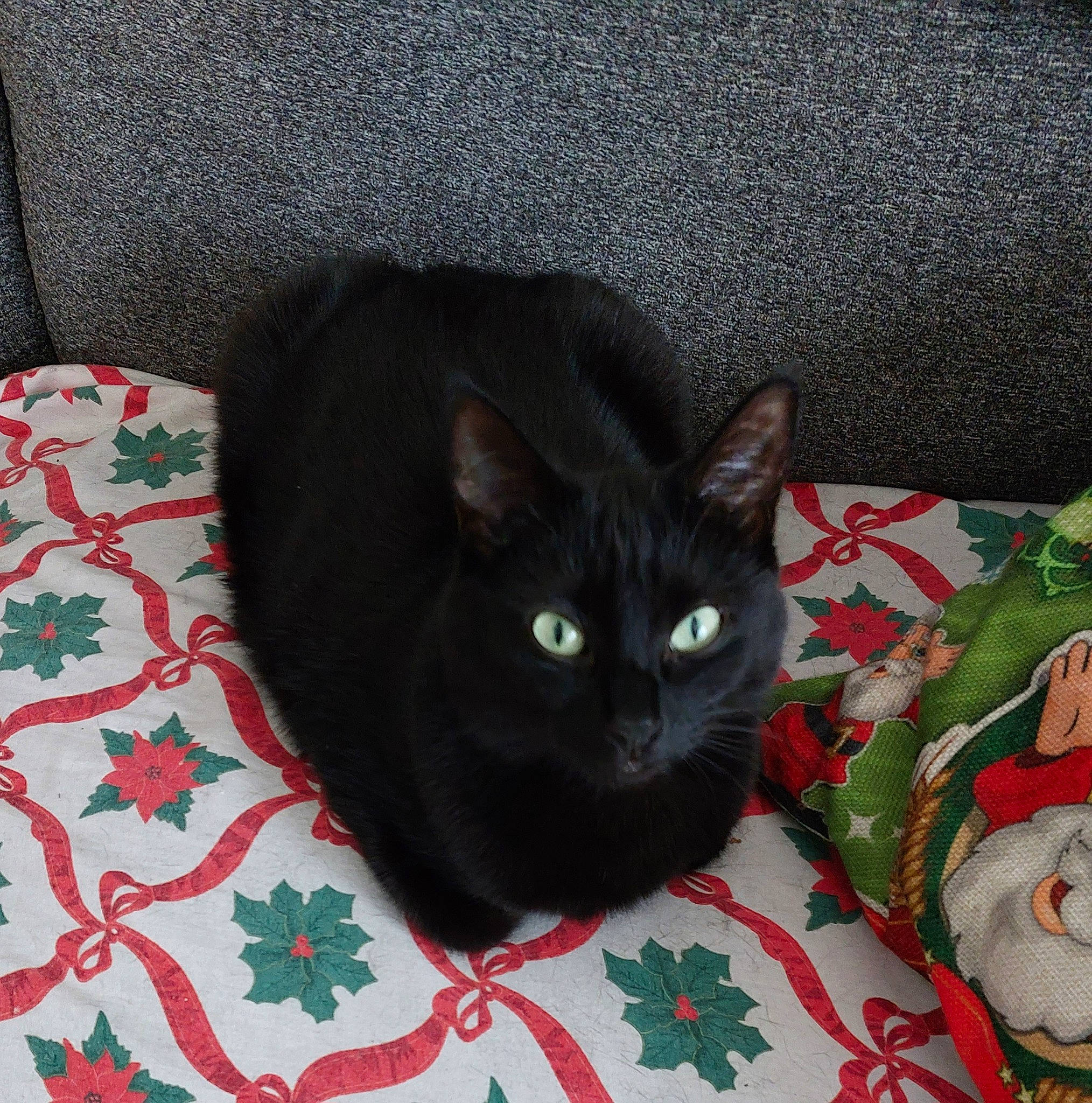 Reglise participe au concours pour gagner de l'argent avec cette photo : black_cat, bombay, carmine, carnivore, cat, cat_supply, comfort, domestic_short_haired_cat, felidae, fur, grey, linens, pattern, small_to_medium_sized_cats, tail, terrestrial_animal, whiskers