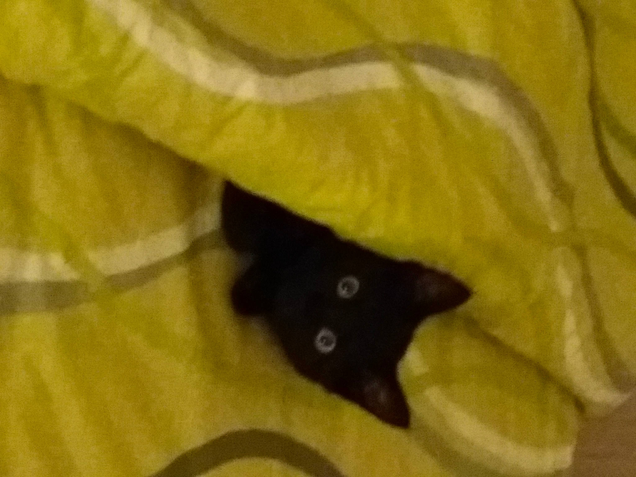 Reglise a rejoint le concours — aidez-le/la à gagner de superbes lots ! black_cat, brown, carnivore, cat, dog_breed, fawn, felidae, flooring, fur, pattern, plant, shadow, small_to_medium_sized_cats, snout, tail, terrestrial_animal, tints_and_shades, tree, whiskers, wood