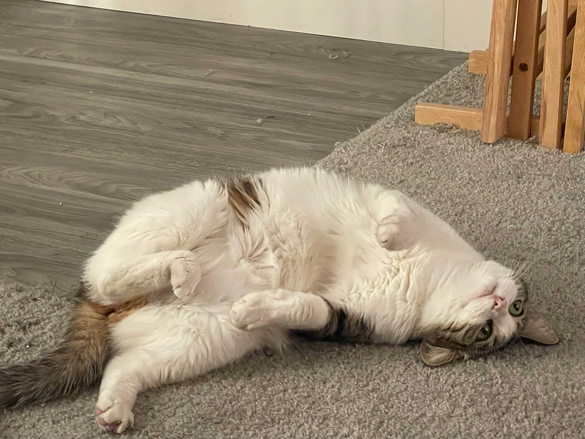 Snow joined the competition — help win amazing prizes! carnivore, cat, claw, comfort, companion_dog, dog_breed, domestic_short_haired_cat, eye, fawn, felidae, foot, fur, paw, small_to_medium_sized_cats, snout, sporting_group, tail, terrestrial_animal, whiskers, wood