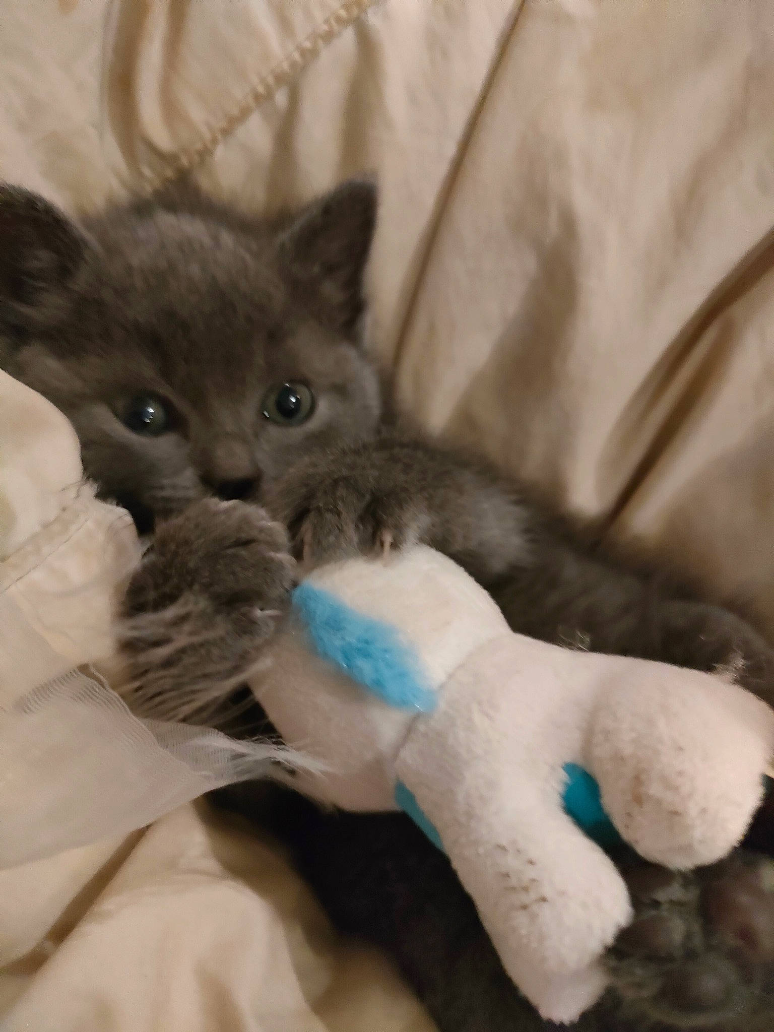 Douce participe au concours pour gagner de l'argent avec cette photo : bed, black_cat, carnivore, cat, claw, comfort, companion_dog, domestic_short_haired_cat, fawn, felidae, fur, gesture, grey, paw, russian_blue, small_to_medium_sized_cats, stuffed_toy, tail, toy, whiskers