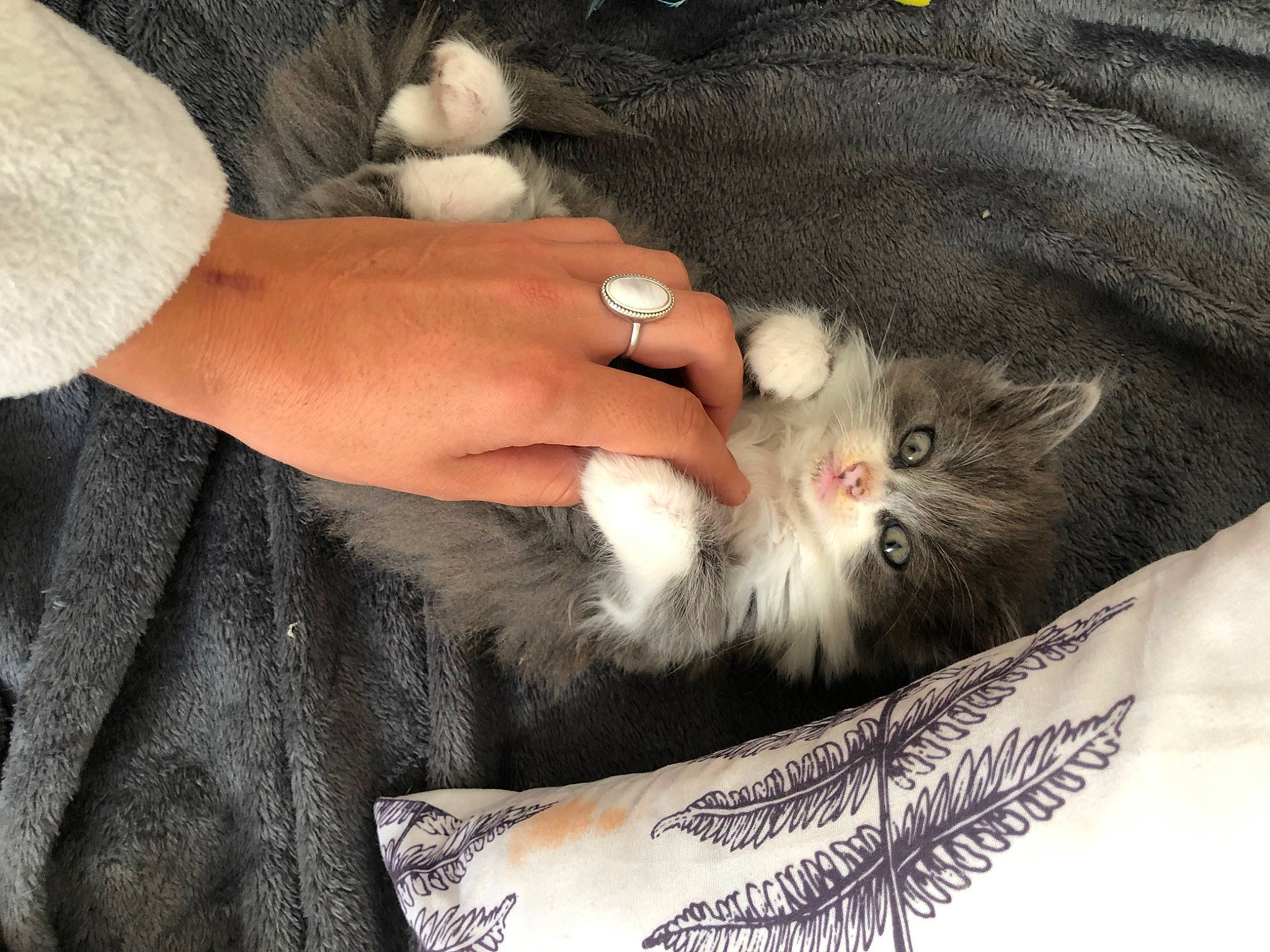 Saphir participe au concours pour gagner de l'argent avec cette photo : bracelet, carnivore, cat, claw, denim, domestic_short_haired_cat, fashion_accessory, fawn, felidae, foot, fur, gesture, hand, lap, nail, paw, sitting, small_to_medium_sized_cats, whiskers, wrist