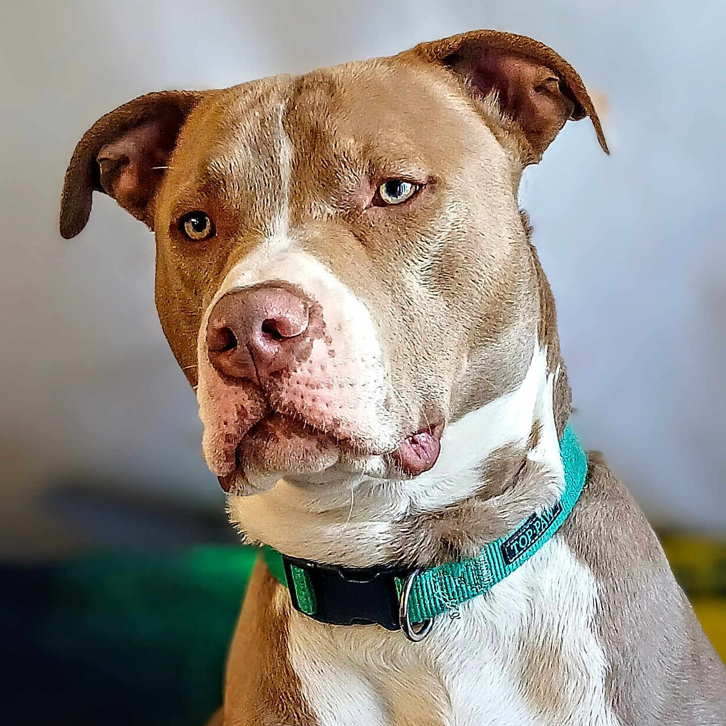 Duckenhiemer is registered to the contest to win money with this photo: alert, animal, blue_eye, brown_eye, brown_fur, canine, close_up, collar, dog, domestic_animal, ears, fur, indoor, muzzle, pet, pitbull, portrait, teal_collar, whiskers, white_fur