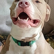 Duckenhiemer joined the competition — help win amazing prizes! dog, pet, animal, smiling, happy, collar, indoor, closeup, cute, canine, tongue, teeth, fur, brown, white, face, expression, companion, domestic, friendly