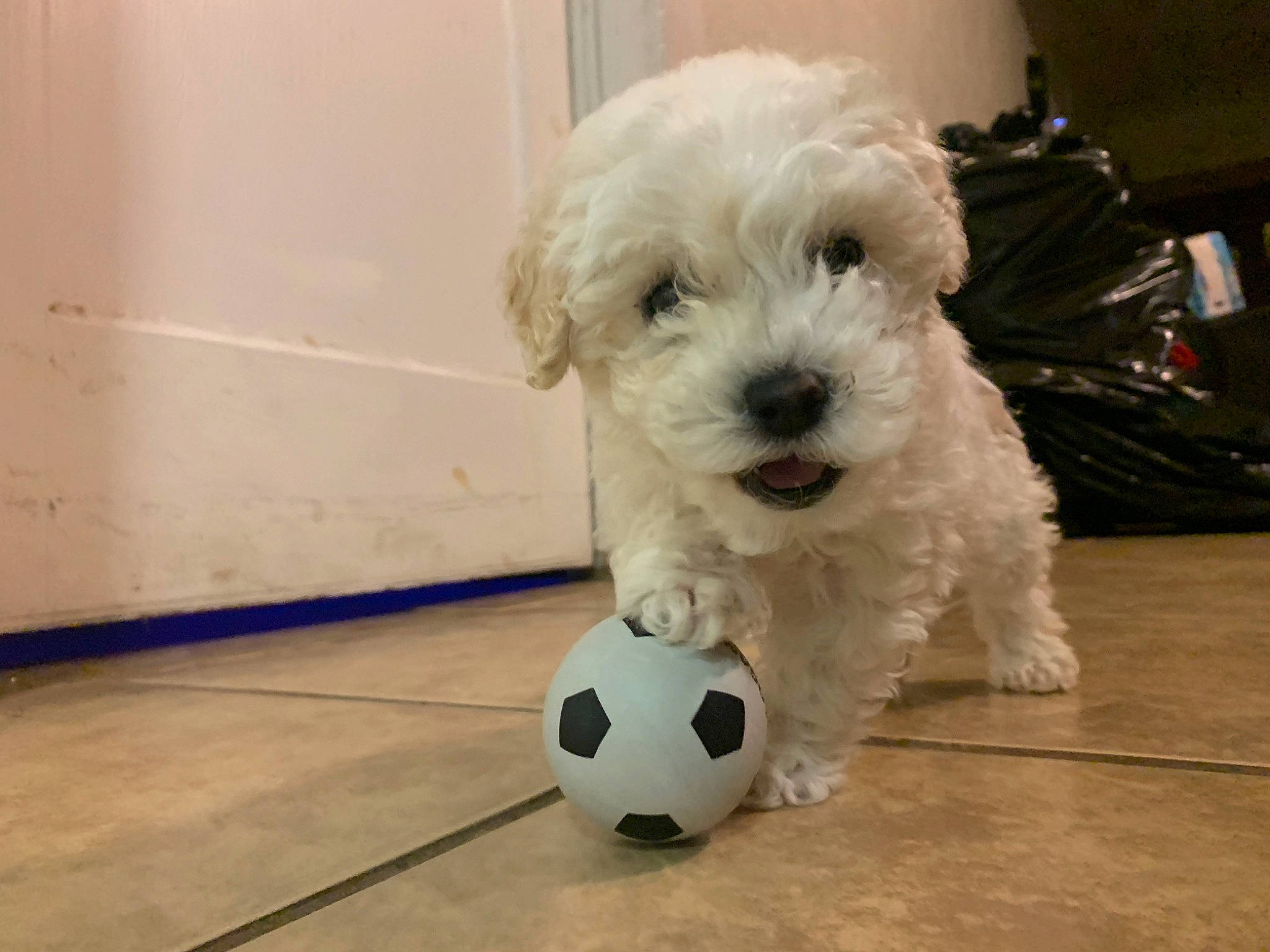 Kikin Picolin is registered to the contest to win money with this photo: ball, canidae, carnivore, companion_dog, dog, dog_breed, flooring, football, maltepoo, poodle, shih_poo, small_terrier, snout, soccer, soccer_ball, sporting_group, sports_equipment, terrier, toy_dog, working_animal