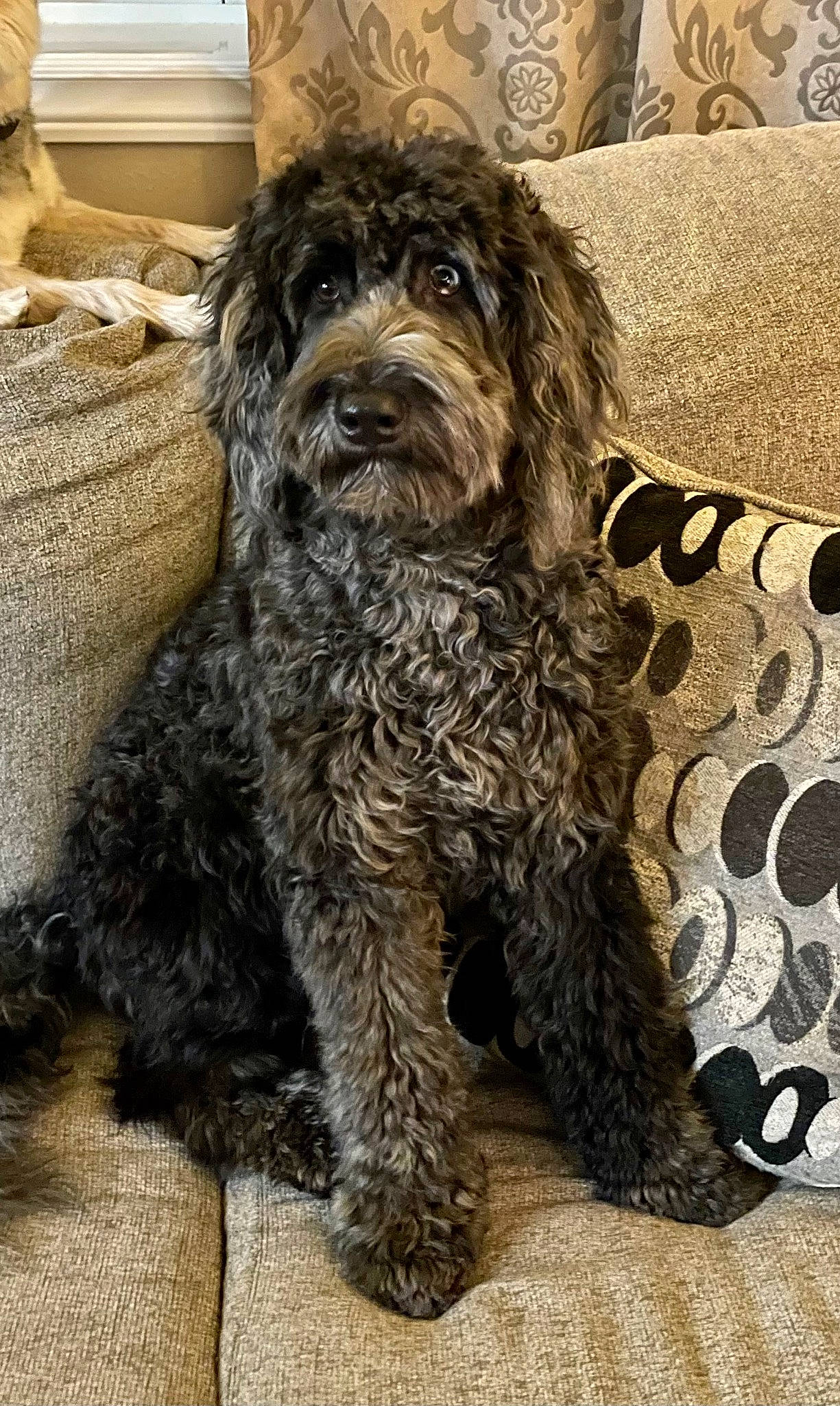 Piper joined the competition — help win amazing prizes! automotive_tire, carnivore, companion_dog, dog, dog_breed, fur, liver, non_sporting_group, pattern, puppy, small_terrier, spaniel, sporting_group, terrestrial_animal, terrier, toy_dog, water_dog, working_animal, working_dog