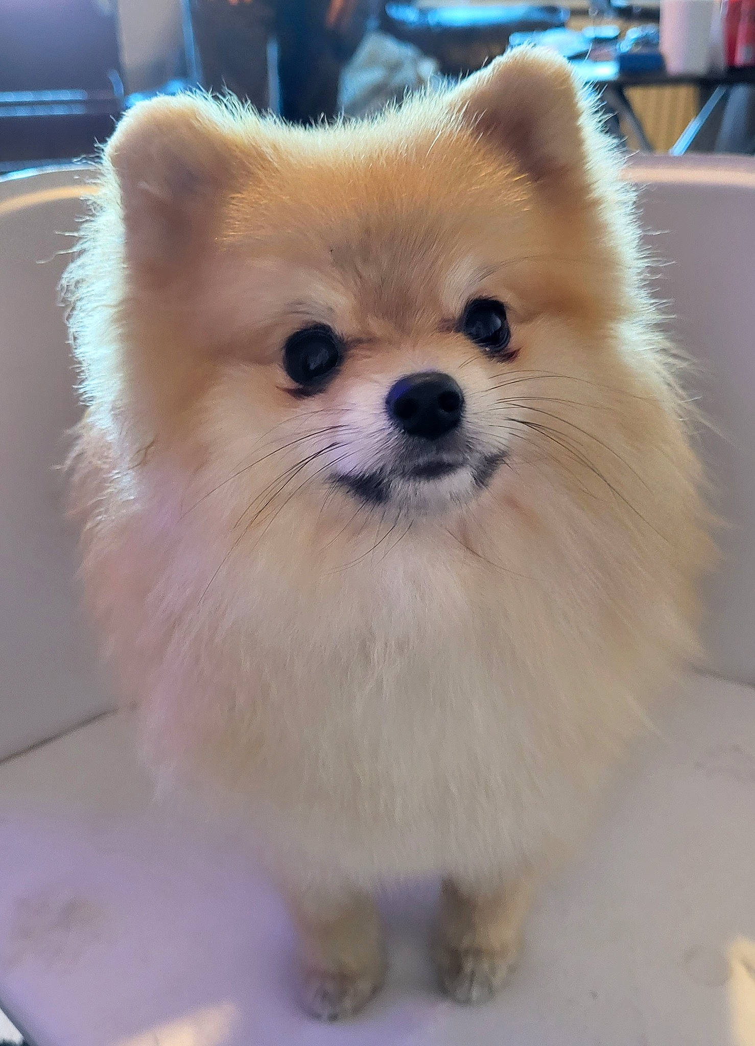 Coco is registered to the contest to win money with this photo: ancient_dog_breeds, canidae, carnivore, companion_dog, corgi_chihuahua, dog, dog_breed, dog_supply, fawn, fur, german_spitz, german_spitz_klein, german_spitz_mittel, pomeranian, snout, spitz, sporting_group, toy_dog, volpino_italiano, working_animal