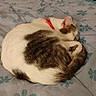 Câline participe au concours pour gagner de l'argent avec cette photo : animal, bed, blanket, cat, cozy, curled_up, cute, domestic_animal, feline, floral_pattern, fur, indoor, nap, pet, quiet, red_collar, relaxed, resting, sleeping, whiskers