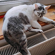 Câline participe au concours pour gagner de l'argent avec cette photo : cat, windowsill, radiator, indoor, wood, white, gray, fur, window, pet, animal, relaxing, resting, feline, natural_light, home, cozy, warm, looking, unimpressed