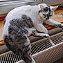 cat, windowsill, radiator, indoor, wood, white, gray, fur, window, pet, animal, relaxing, resting, feline, natural_light, home, cozy, warm, looking, unimpressed