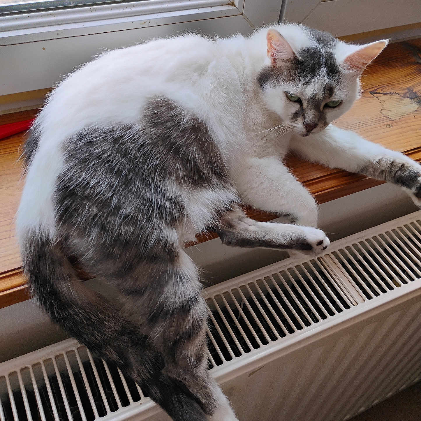 Câline participe au concours pour gagner de l'argent avec cette photo : animal, cat, cozy, feline, fur, gray, home, indoor, looking, natural_light, pet, radiator, relaxing, resting, unimpressed, warm, white, window, windowsill, wood