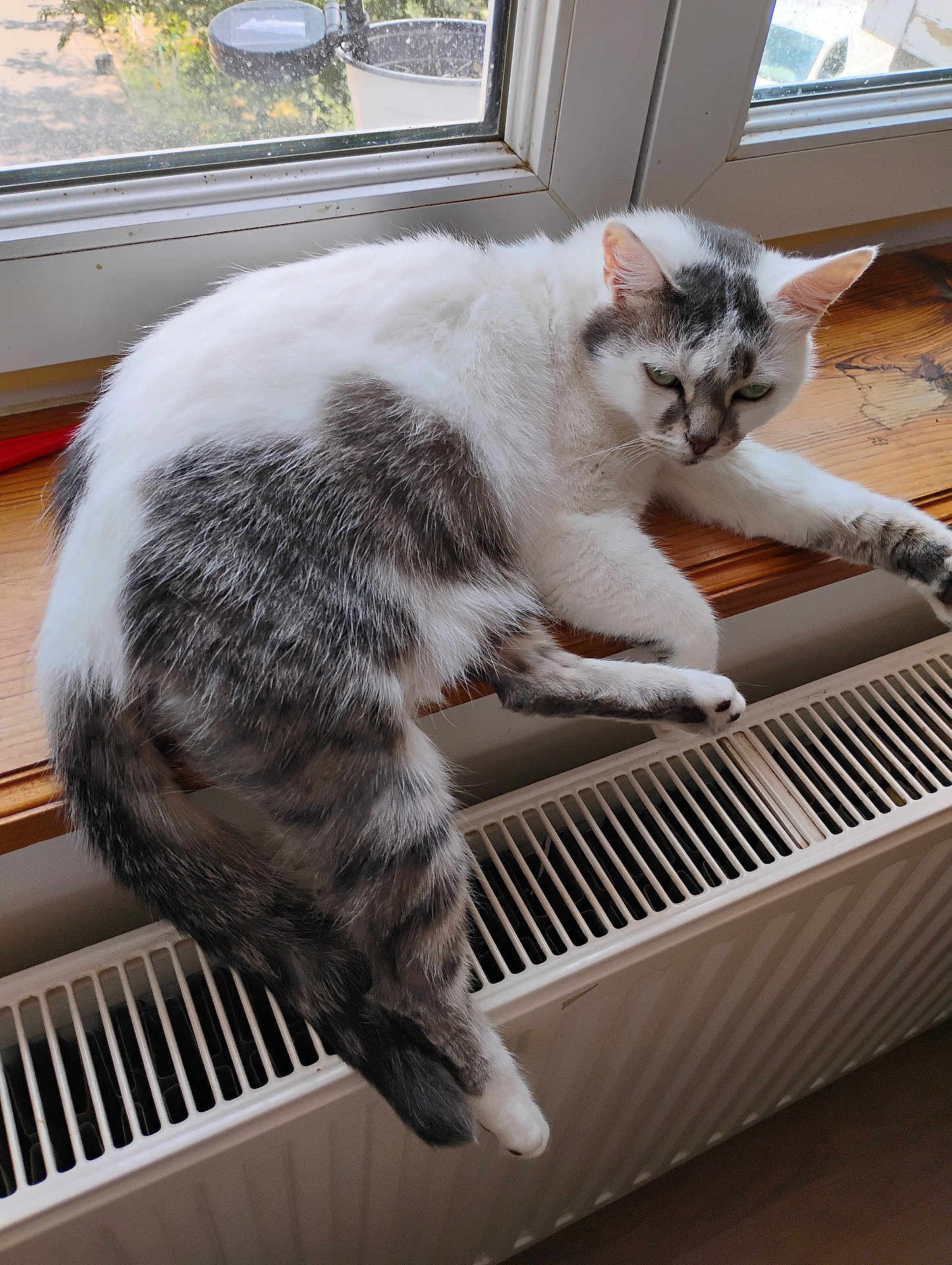 Câline participe au concours pour gagner de l'argent avec cette photo : cat, windowsill, radiator, indoor, wood, white, gray, fur, window, pet, animal, relaxing, resting, feline, natural_light, home, cozy, warm, looking, unimpressed