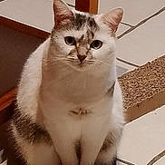 Câline participe au concours pour gagner de l'argent avec cette photo : animal, cat, curious, domestic, feline, floor, fur, furniture, gray, home, indoor, looking, pet, scratchpad, sitting, striped, tail, tile, whiskers, white