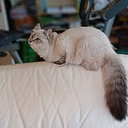 Apollon a rejoint le concours — aidez-le/la à gagner de superbes lots ! cat, fluffy_tail, white_couch, indoor, pet, feline, animal, curious, sitting, fur, side_view, household, domestic_cat, soft_light, background_blur, couch_backrest, tabby_pattern, relaxed, whiskers, ears