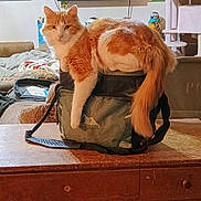 Ember is registered to the contest to win money with this photo: cat, orange_cat, backpack, table, indoor, furniture, television, poster, cat_tree, wooden_table, pet, animal, looking_at_camera, cozy, living_room, furry, resting, domestic_cat, calm, orange_and_white
