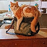 cat, orange_cat, backpack, table, indoor, furniture, television, poster, cat_tree, wooden_table, pet, animal, looking_at_camera, cozy, living_room, furry, resting, domestic_cat, calm, orange_and_white
