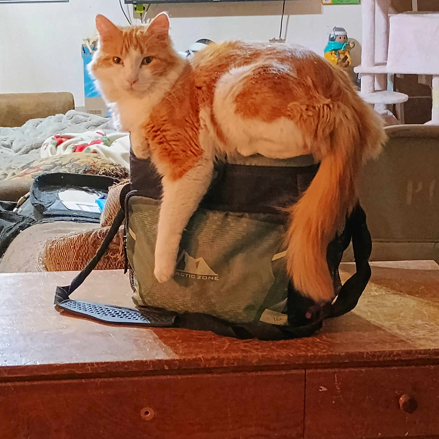 Ember is registered to the contest to win money with this photo: cat, orange_cat, backpack, table, indoor, furniture, television, poster, cat_tree, wooden_table, pet, animal, looking_at_camera, cozy, living_room, furry, resting, domestic_cat, calm, orange_and_white
