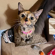 Itty Bitty is registered to the contest to win money with this photo: cat, tortoiseshell_cat, kitten, pink_collar, whiskers, big_eyes, looking_up, scratch_pad, tile_floor, toy_mouse, orange_toy, cardboard_box, shadow, indoor, pet, curiosity, close_up, portrait, fur, ears