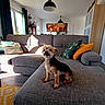 Gysmos participe au concours pour gagner de l'argent avec cette photo : artwork, bright, couch, cozy, decor, dog, door, floor, furniture, home, indoor, lamp, living_room, pillows, plant, rug, shadow, small_dog, sunlight, window