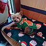 dog, small_dog, yorkshire_terrier, sweater, green_sweater, holiday_clothing, blanket, santa_claus_pattern, indoor, pet, cute, cozy, furniture, couch, resting, fur, animal, christmas, festive, holiday