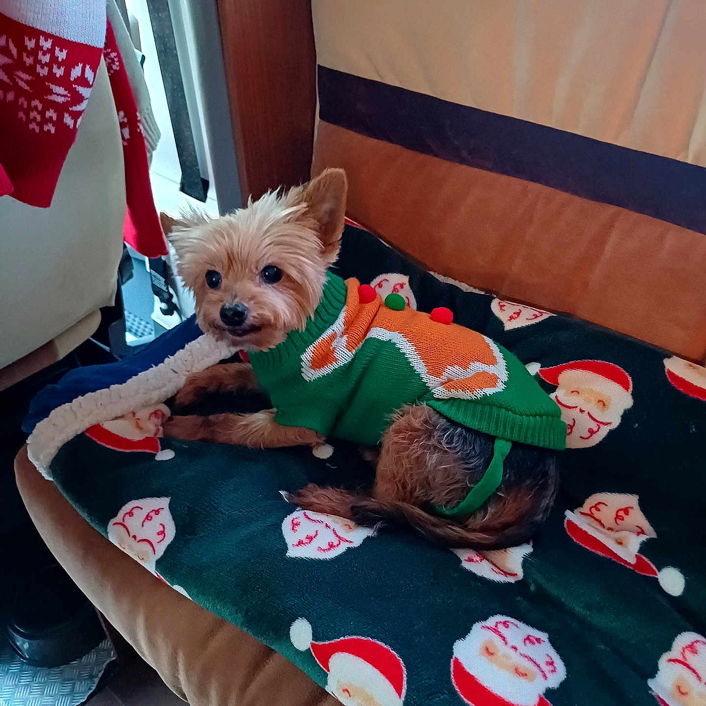 Gysmos a rejoint le concours — aidez-le/la à gagner de superbes lots ! dog, small_dog, yorkshire_terrier, sweater, green_sweater, holiday_clothing, blanket, santa_claus_pattern, indoor, pet, cute, cozy, furniture, couch, resting, fur, animal, christmas, festive, holiday