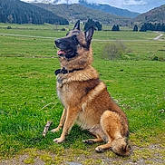 Diego a rejoint le concours — aidez-le/la à gagner de superbes lots ! dog, german_shepherd, sitting, grass, outdoor, mountain, landscape, cloudy_sky, nature, collar, pet, canine, animal, field, scenery, rural, alert, fur, park, environment