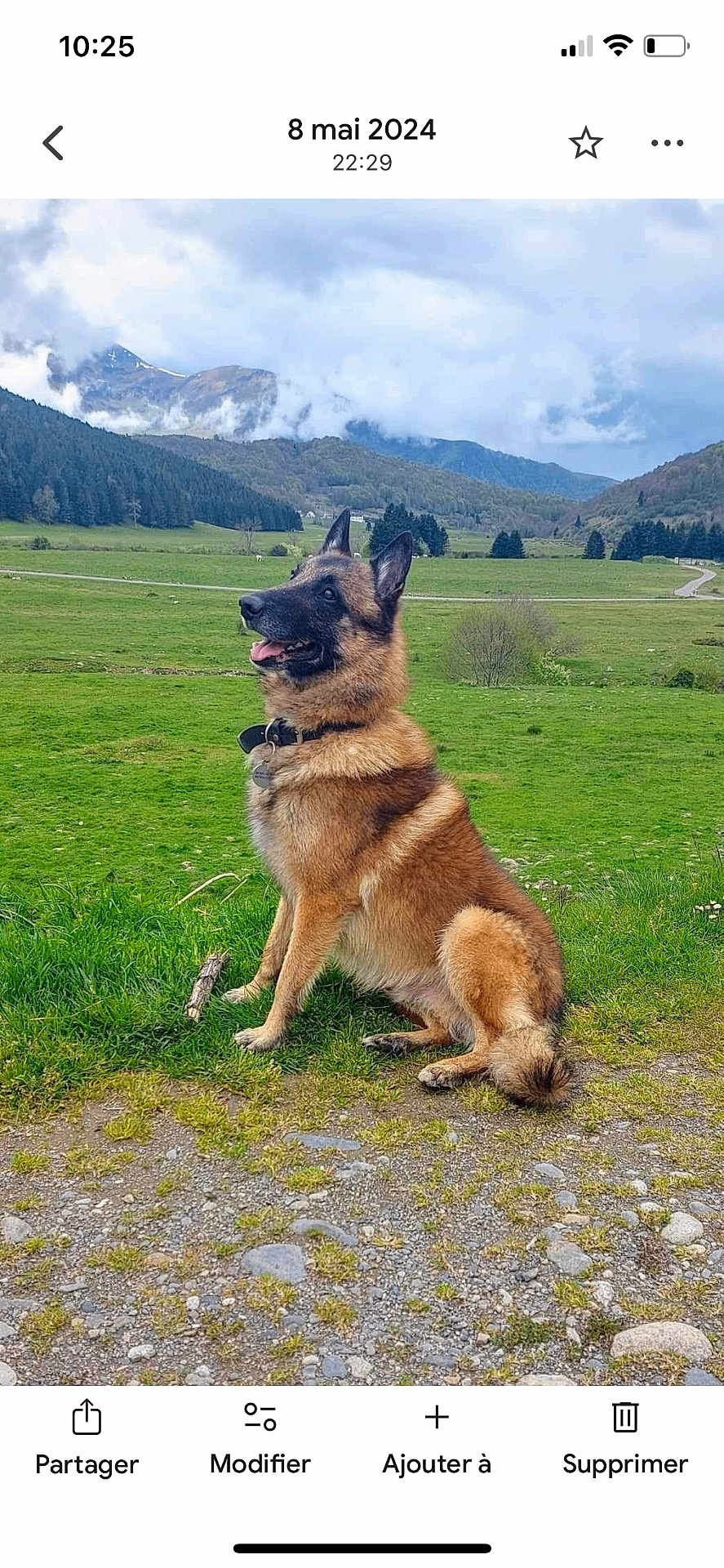 Diego a rejoint le concours — aidez-le/la à gagner de superbes lots ! dog, german_shepherd, sitting, grass, outdoor, mountain, landscape, cloudy_sky, nature, collar, pet, canine, animal, field, scenery, rural, alert, fur, park, environment