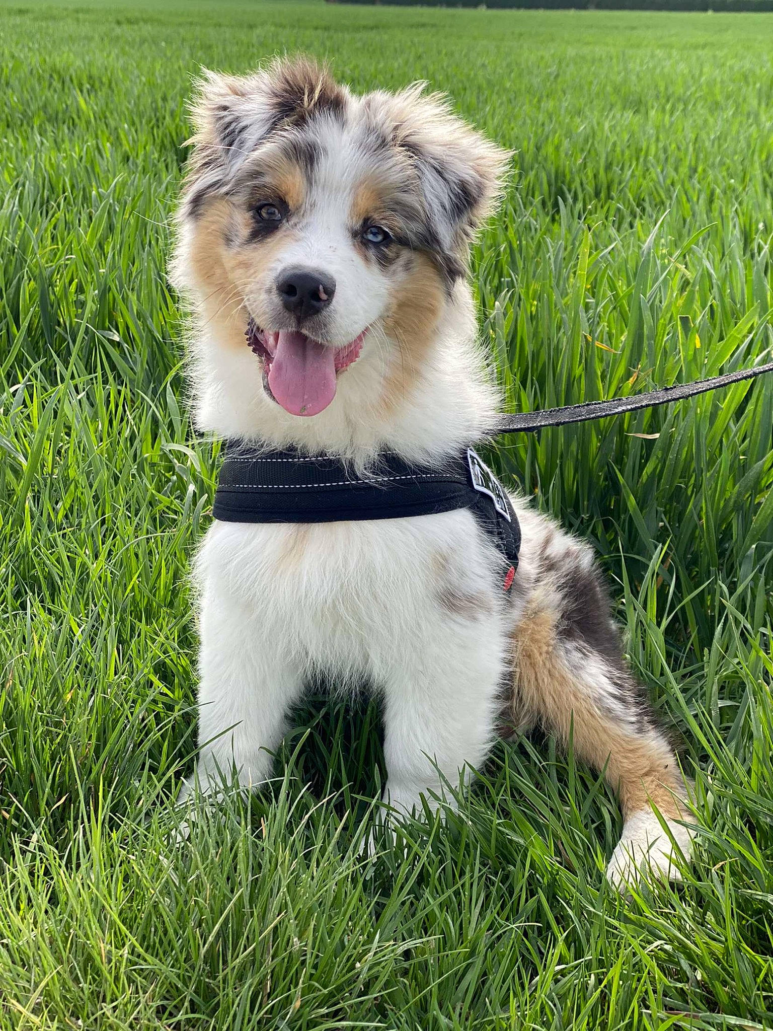 Stitch participe au concours pour gagner de l'argent avec cette photo : art, canidae, carnivore, collar, companion_dog, dog, dog_breed, dog_collar, dog_supply, fashion_accessory, grass, grassland, leash, plant, snout, sporting_group, terrier, walking, working_animal, working_dog