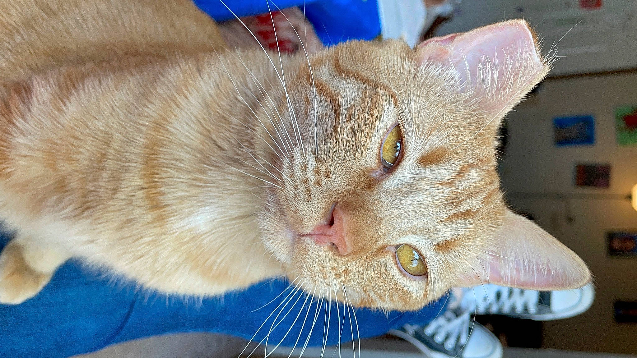 Izumi is registered to the contest to win money with this photo: blue, carnivore, cat, cat_supply, claw, collar, comfort, domestic_short_haired_cat, ear, fawn, felidae, fur, paw, pet_supply, small_to_medium_sized_cats, snout, tail, whiskers