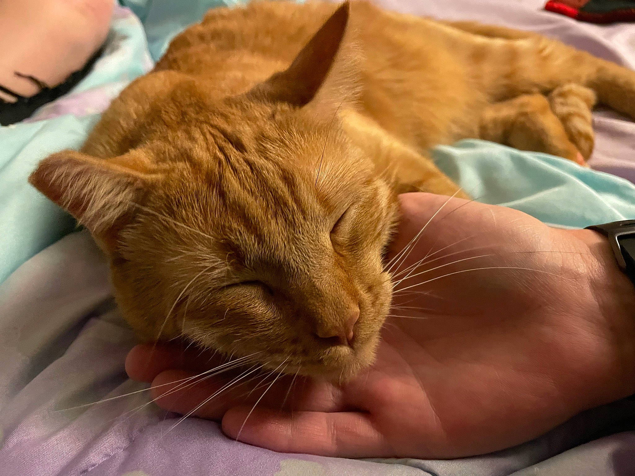 Izumi joined the competition — help win amazing prizes! carnivore, cat, claw, comfort, domestic_short_haired_cat, ear, fawn, felidae, fur, gesture, human_leg, nail, nap, paw, sleep, small_to_medium_sized_cats, snout, terrestrial_animal, whiskers, wrinkle