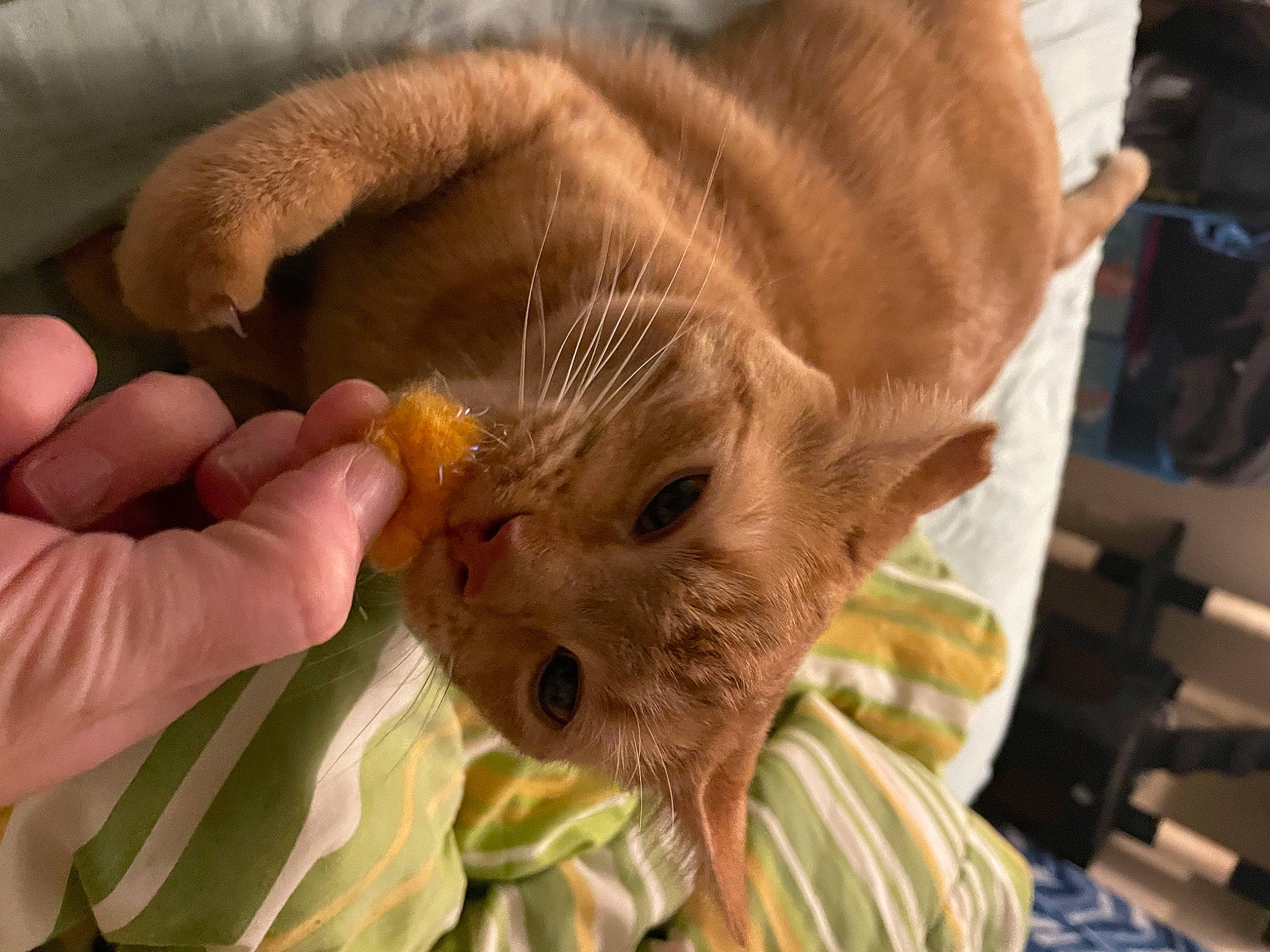 Izumi joined the competition — help win amazing prizes! carnivore, cat, claw, comfort, domestic_short_haired_cat, ear, eye, fawn, felidae, fur, nail, paw, small_to_medium_sized_cats, snout, terrestrial_animal, thumb, whiskers, wrinkle