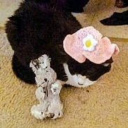 Fluffy joined the competition — help win amazing prizes! cat, black_and_white_cat, pink_hat, flower, stuffed_animal, carpet, pet, animal, indoor, cute, cozy, toy, resting, feline, domestic_cat, wearing_hat, soft_toy, floor, lying_down, pink