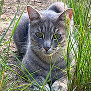 Happy a rejoint le concours — aidez-le/la à gagner de superbes lots ! animal, cat, closeup, ears, feline, grass, gray_tabby, green_eyes, ground, mammal, nature, outdoor, paws, pet, portrait, relaxed, serious, sunlight, whiskers, wildlife
