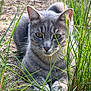 animal, cat, closeup, ears, feline, grass, gray_tabby, green_eyes, ground, mammal, nature, outdoor, paws, pet, portrait, relaxed, serious, sunlight, whiskers, wildlife
