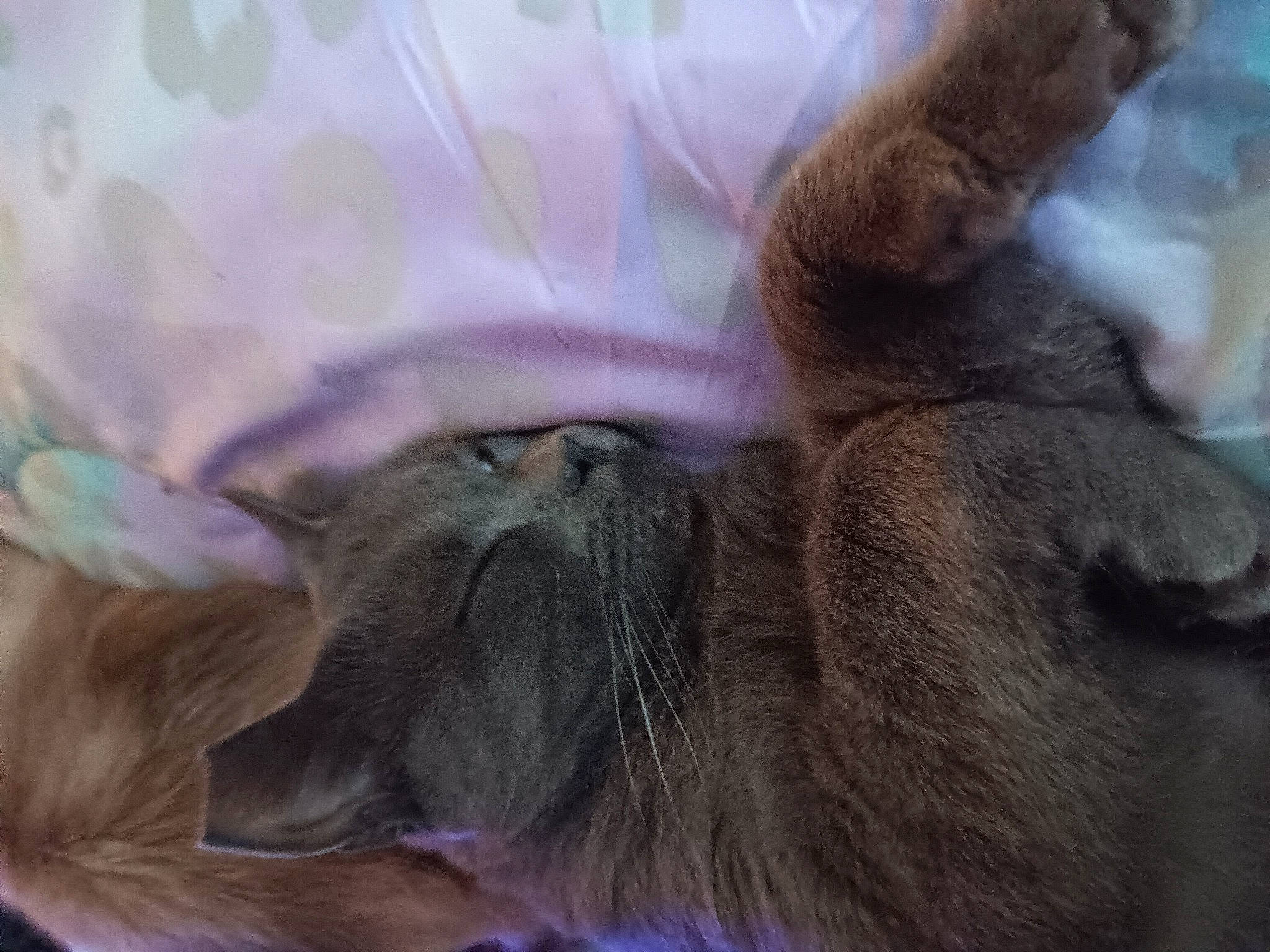 Bugsy Seagull joined the competition — help win amazing prizes! carnivore, cat, claw, comfort, domestic_short_haired_cat, ear, fawn, felidae, fur, liver, nap, paw, sleep, small_to_medium_sized_cats, terrestrial_animal, whiskers, wildlife