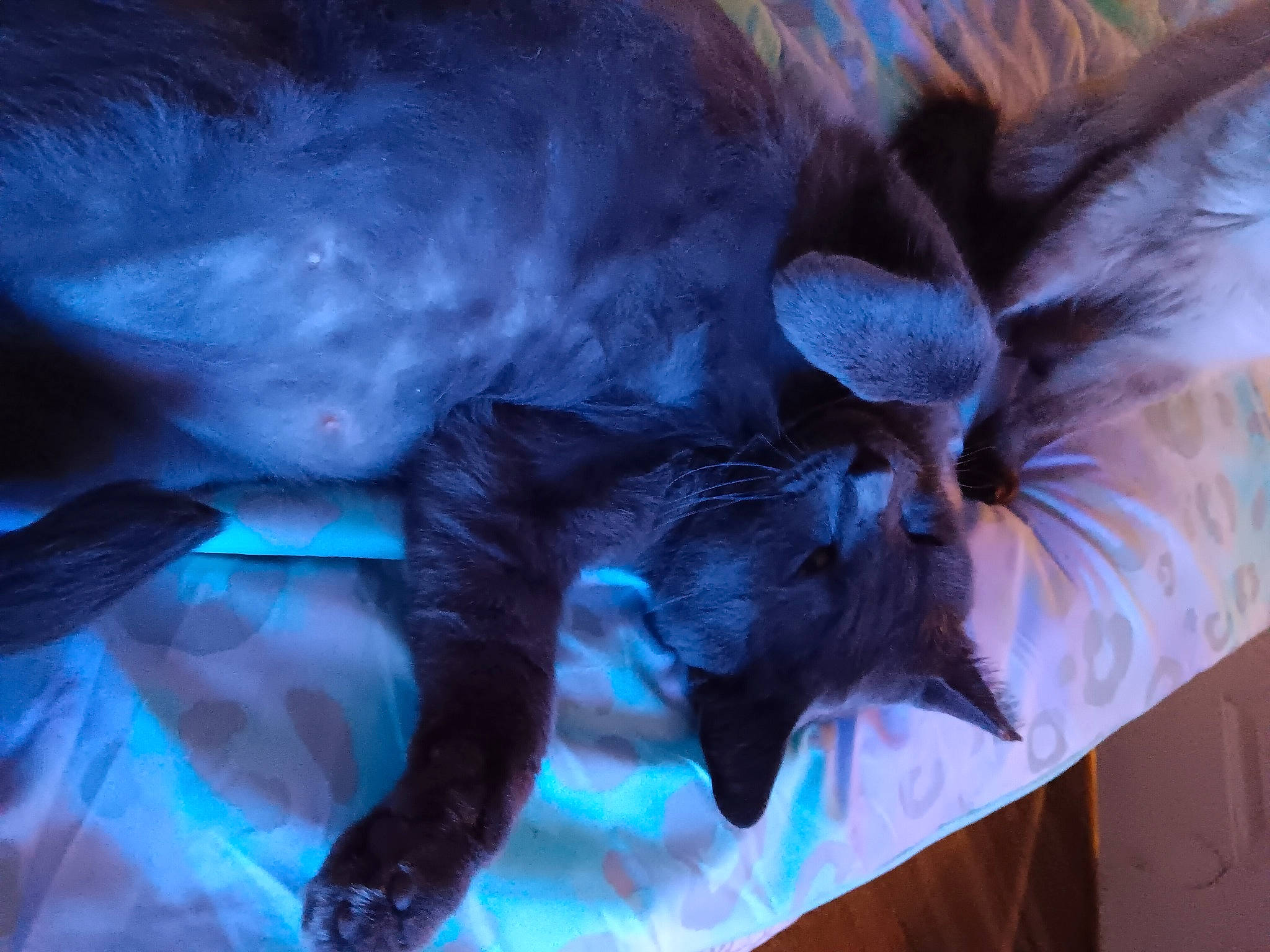 Bugsy Seagull joined the competition — help win amazing prizes! black_cat, canidae, carnivore, cat, claw, comfort, companion_dog, dog_breed, electric_blue, fawn, felidae, fur, liver, nap, paw, small_to_medium_sized_cats, snout, sporting_group, tail, whiskers