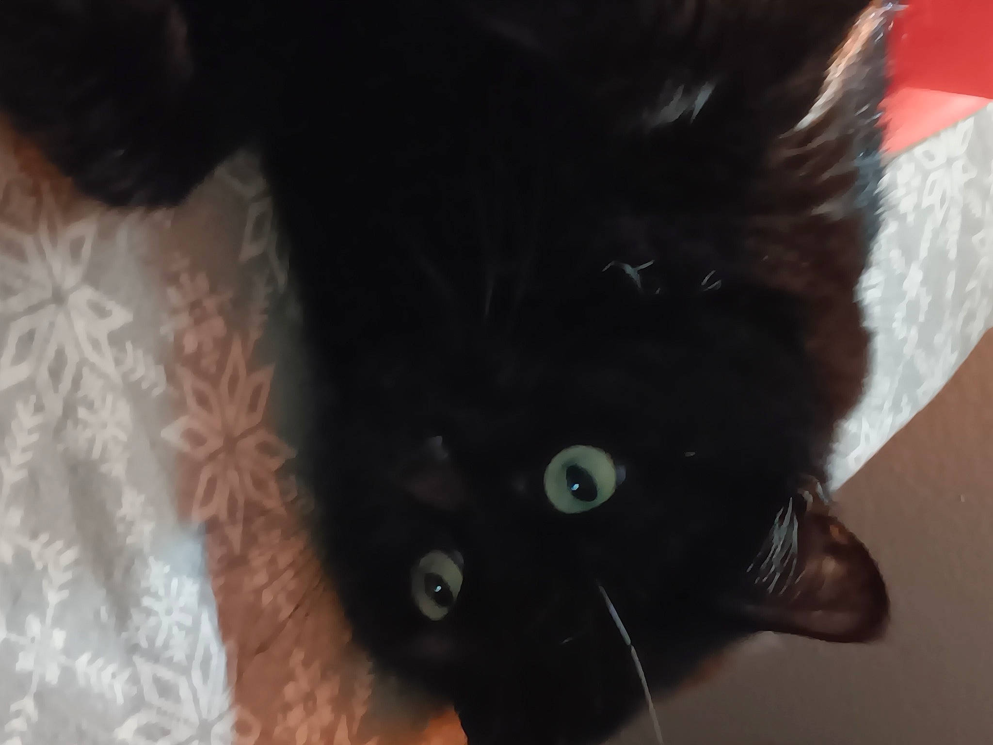 Twin Sis Roxie Girl joined the competition — help win amazing prizes! black_cat, bombay, carnivore, cat, claw, dog_breed, domestic_short_haired_cat, ear, fashion_accessory, felidae, fur, gesture, paw, selfie, sleeve, small_to_medium_sized_cats, snout, sporting_group, tail, whiskers