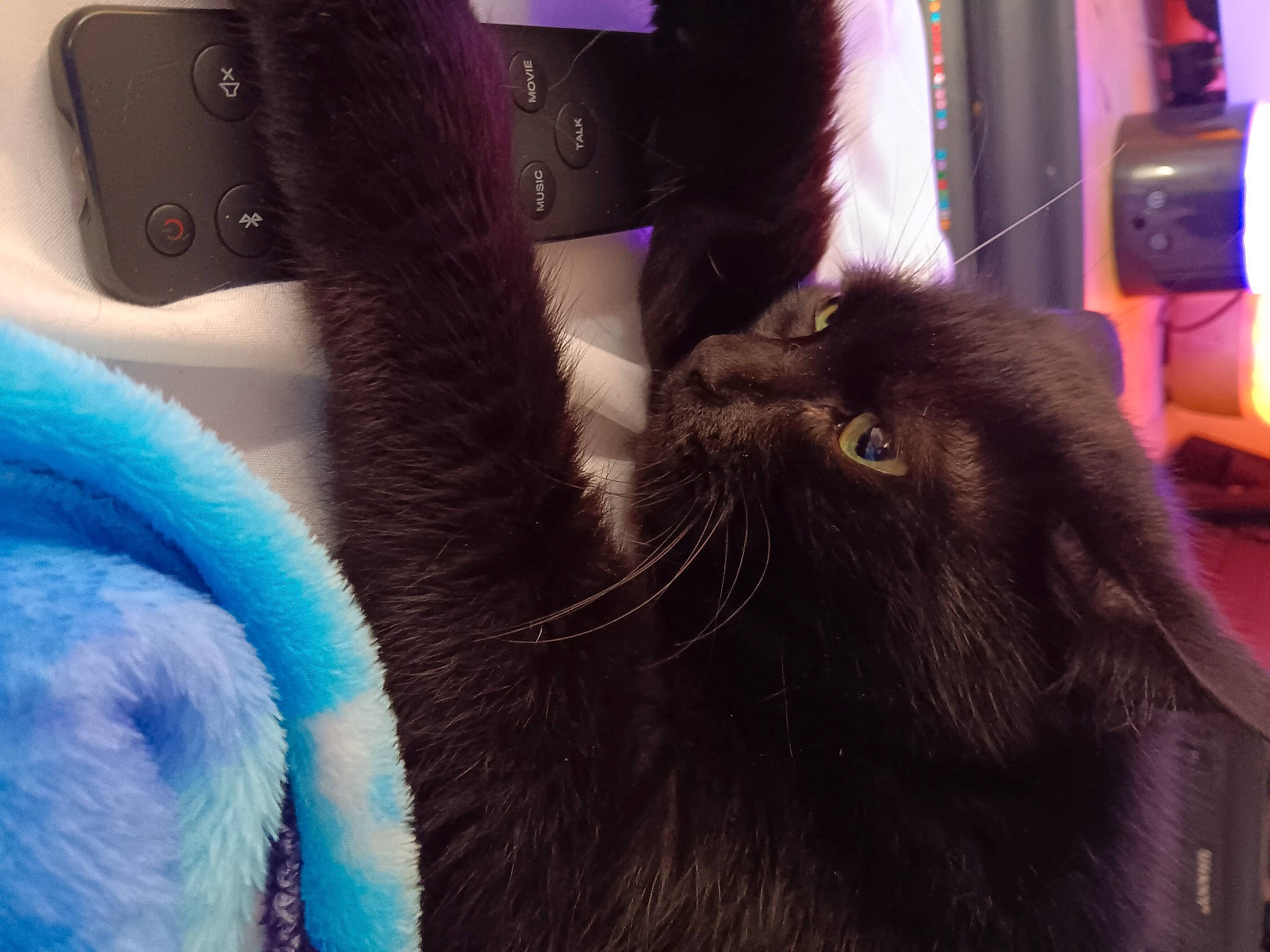 Twin Sis Roxie Girl joined the competition — help win amazing prizes! black_cat, carnivore, cat, claw, comfort, domestic_short_haired_cat, ear, electric_blue, fashion_accessory, felidae, fur, gadget, gesture, human_leg, mammal, selfie, small_to_medium_sized_cats, tail, vertebrate, whiskers