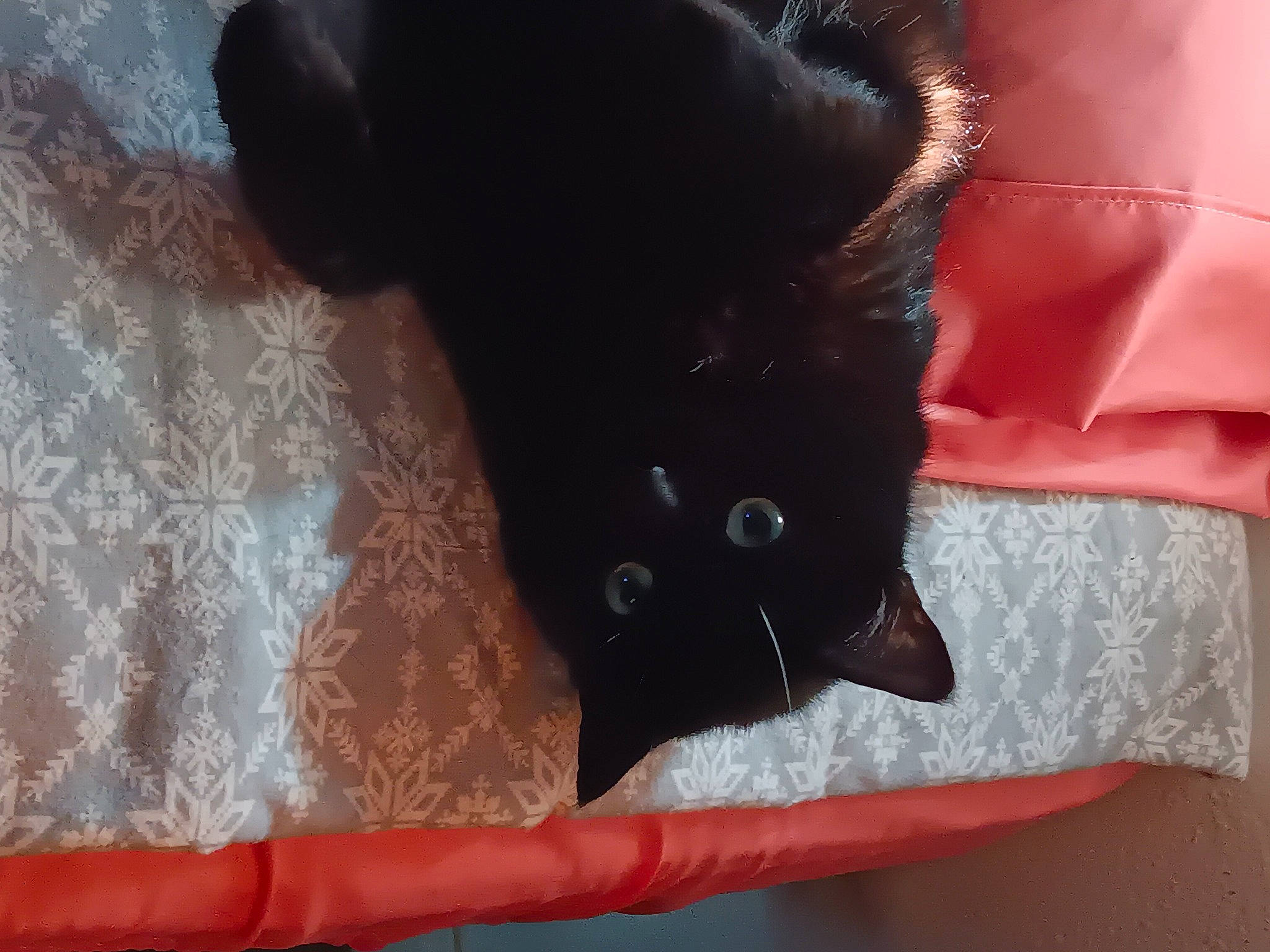 Twin Sis Roxie Girl is registered to the contest to win money with this photo: black_cat, bombay, carmine, carnivore, cat, cat_supply, claw, comfort, dog_breed, domestic_short_haired_cat, felidae, fur, hardwood, linens, pattern, paw, small_to_medium_sized_cats, tail, whiskers, wood