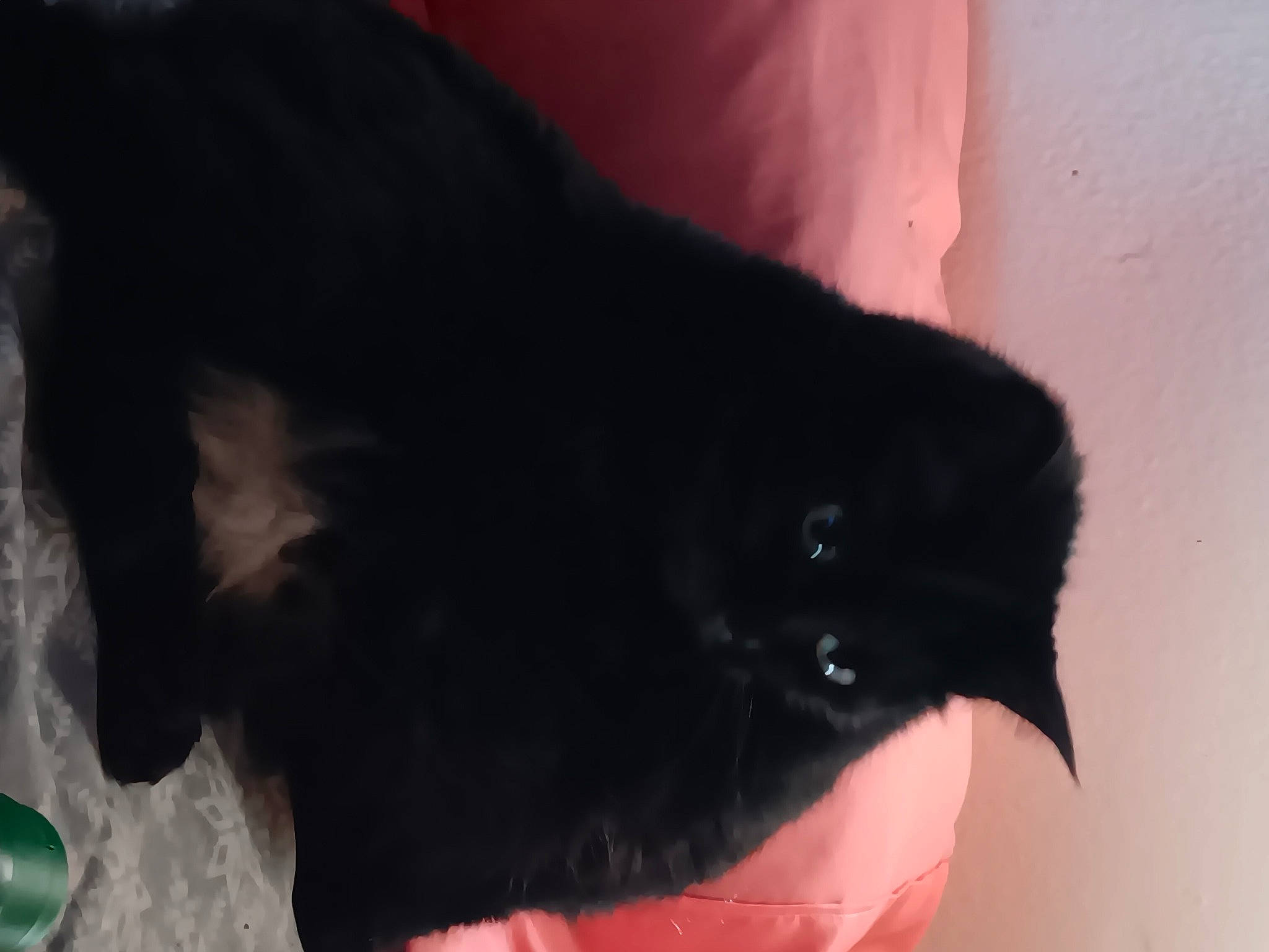 Twin Sis Roxie Girl joined the competition — help win amazing prizes! black_cat, bombay, carnivore, cat, claw, comfort, domestic_short_haired_cat, felidae, fur, small_to_medium_sized_cats, snout, tail, terrestrial_animal, tints_and_shades, whiskers