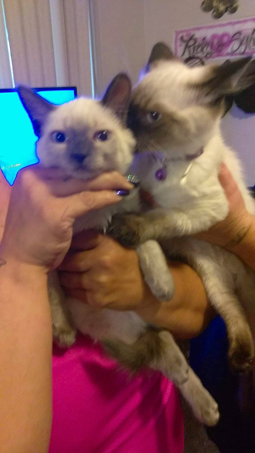 Ta Baby joined the competition — help win amazing prizes! canidae, carnivore, cat, companion_dog, dog_breed, ear, electric_blue, fawn, felidae, fur, iris, paw, photo_caption, small_to_medium_sized_cats, snout, tail, terrestrial_animal, thai, whiskers