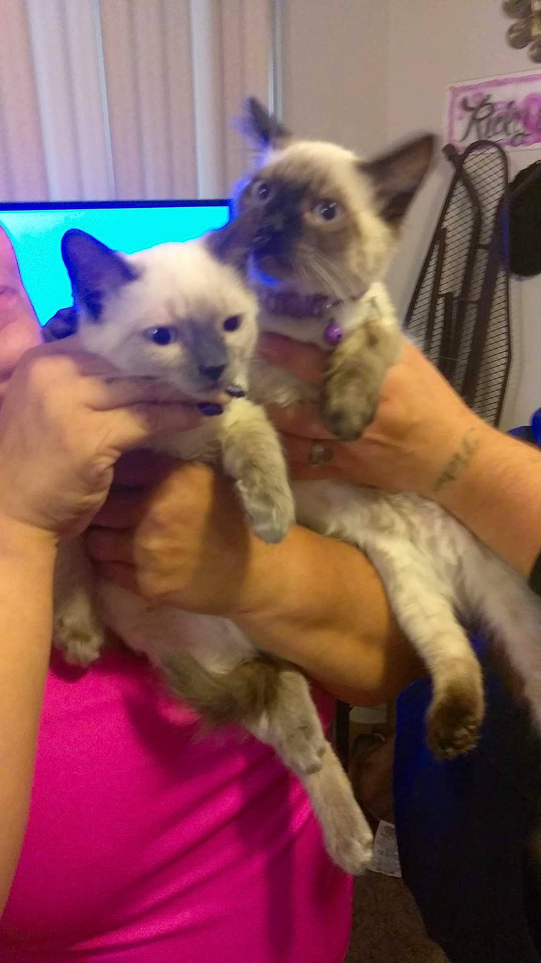 Ta Baby joined the competition — help win amazing prizes! balinese, carnivore, cat, chair, claw, comfort, domestic_short_haired_cat, fawn, felidae, fur, mammal, nail, paw, siamese, small_to_medium_sized_cats, tail, thai, tonkinese, whiskers