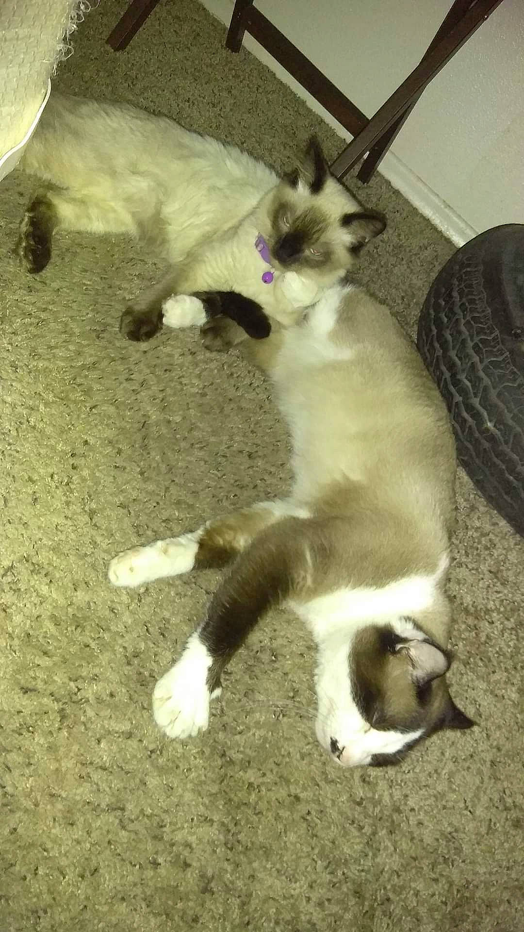 Ta Baby is registered to the contest to win money with this photo: balinese, carnivore, cat, comfort, companion_dog, dog_breed, domestic_short_haired_cat, felidae, fur, paw, siamese, small_to_medium_sized_cats, tail, terrestrial_animal, thai, whiskers