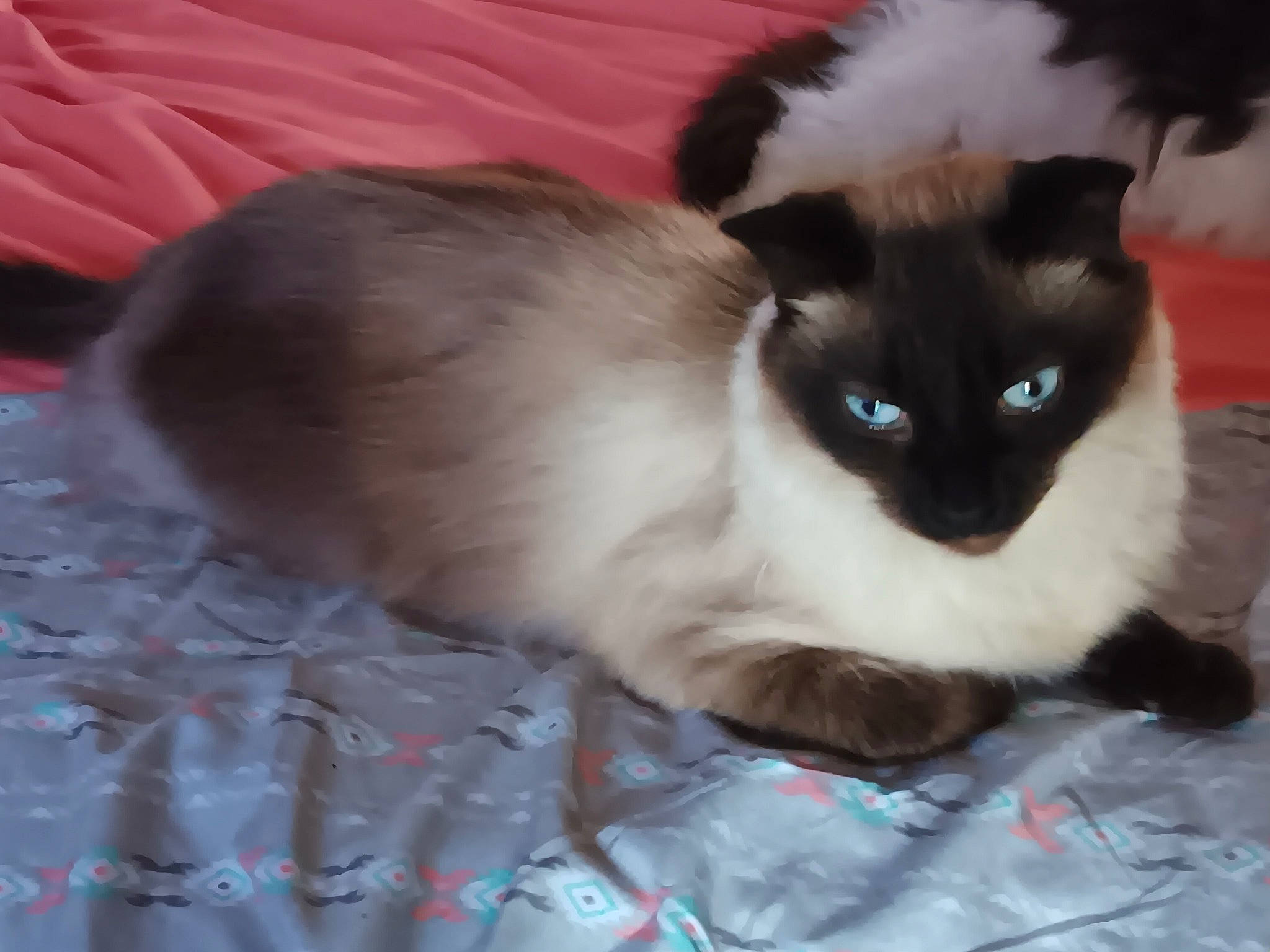 Ta Baby is registered to the contest to win money with this photo: balinese, birman, carnivore, cat, comfort, fawn, felidae, fur, pattern, siamese, small_to_medium_sized_cats, snout, tail, terrestrial_animal, thai, whiskers