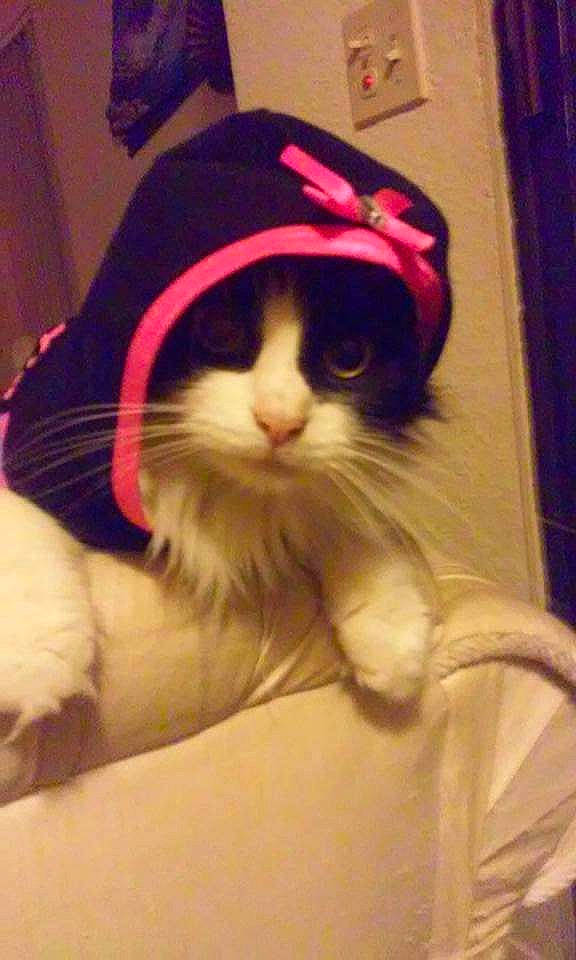 Mamas Baby joined the competition — help win amazing prizes! cardboard, carnivore, cat, claw, comfort, domestic_short_haired_cat, eye, felidae, fur, hat, lap, moustache, paw, small_to_medium_sized_cats, snout, tail, whiskers