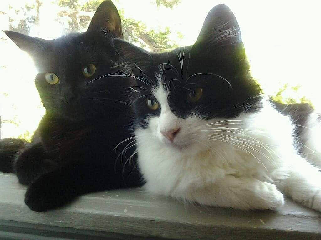 Mamas Baby joined the competition — help win amazing prizes! black_cat, carnivore, cat, claw, comfort, domestic_short_haired_cat, eye, felidae, fur, paw, sitting, small_to_medium_sized_cats, snout, tail, tree, whiskers, window