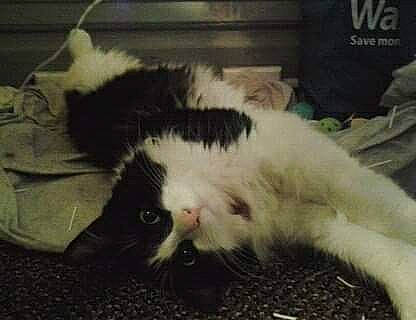 Mamas Baby is registered to the contest to win money with this photo: canidae, carnivore, cat, claw, comfort, domestic_short_haired_cat, felidae, fur, mammal, nap, paw, sky, sleep, small_to_medium_sized_cats, snout, tail, terrestrial_animal, whiskers