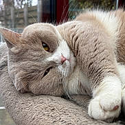 Teddy a rejoint le concours — aidez-le/la à gagner de superbes lots ! cat, fluffy, beige, white, paw, lounging, relaxed, window, indoor, soft_surface, sleepy, pet, feline, closeup, whiskers, yellow_eyes, resting, domestic_animal, fur, daylight
